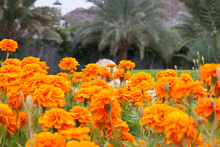 Sohnemann versteckt sich hinter den Blumenbeeten am Sultanspalast