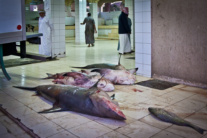 Haie auf dem Fischmarkt in Bahla