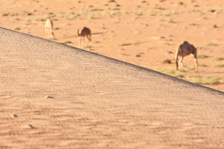 Hinter der Düne verstecken sich Kamele (jaja Dromedare)