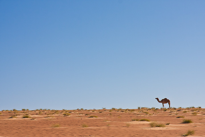 Lonely Camel